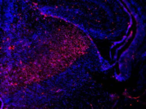 SOX2 Antibody in Immunohistochemistry (Frozen) (IHC (F))