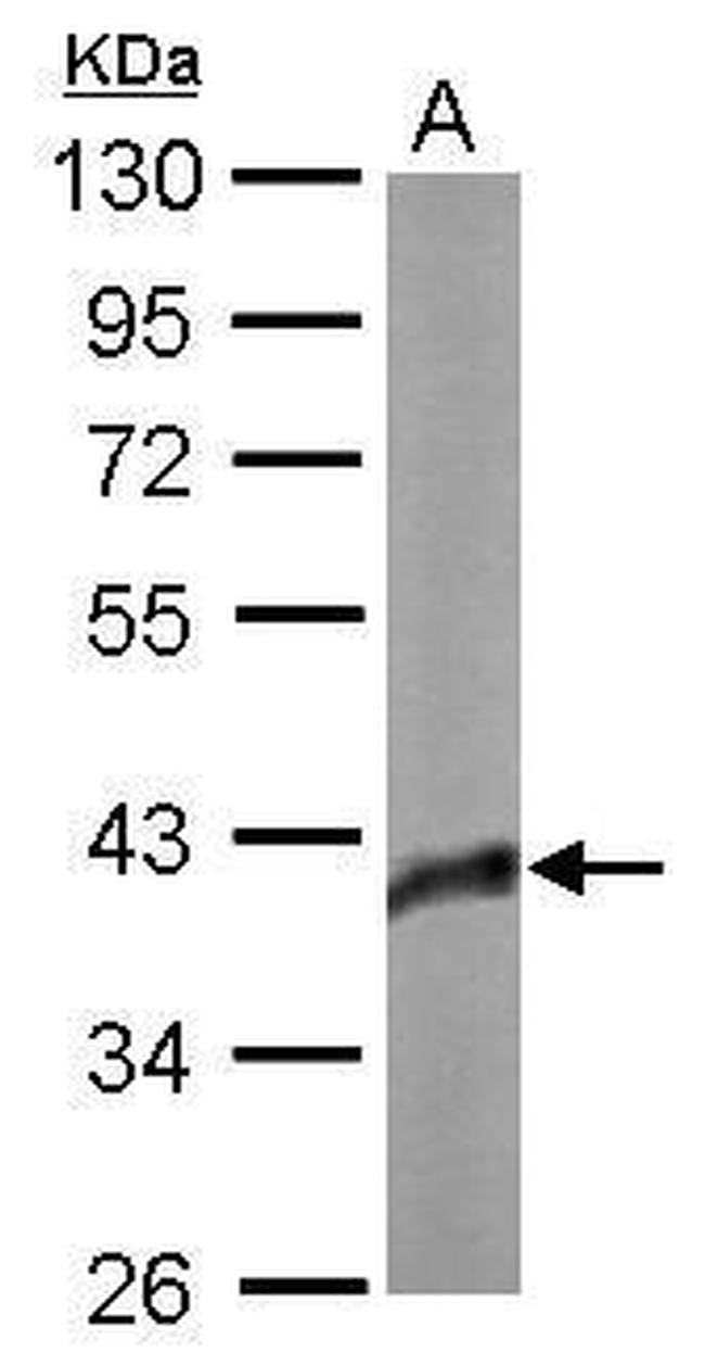 SOX2 Antibody in Western Blot (WB)