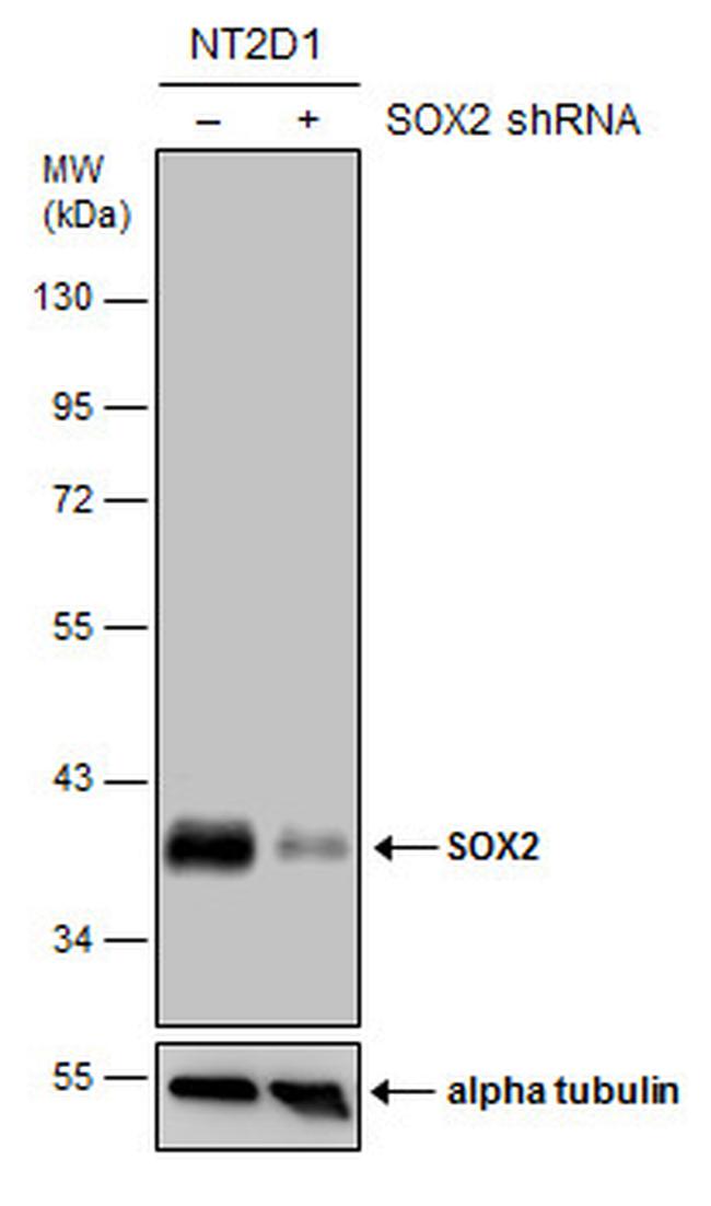 SOX2 Antibody in Western Blot (WB)