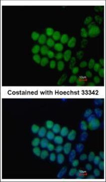 SOX2 Antibody in Immunocytochemistry (ICC/IF)