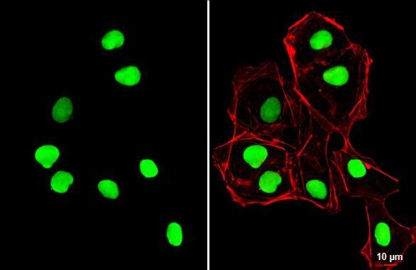 SOX2 Antibody in Immunocytochemistry (ICC/IF)