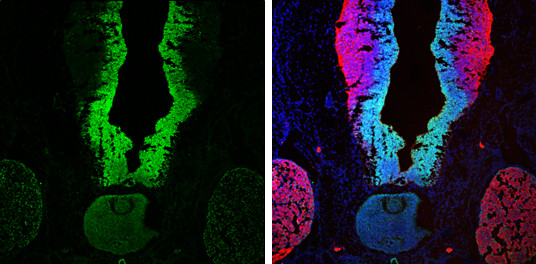 SOX2 Antibody in Immunohistochemistry (Frozen) (IHC (F))