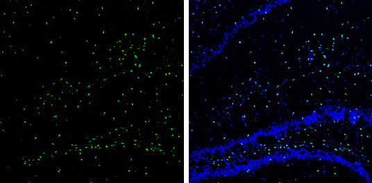 SOX2 Antibody in Immunohistochemistry (Frozen) (IHC (F))