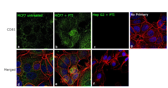 CD81 Antibody in Immunocytochemistry (ICC/IF)