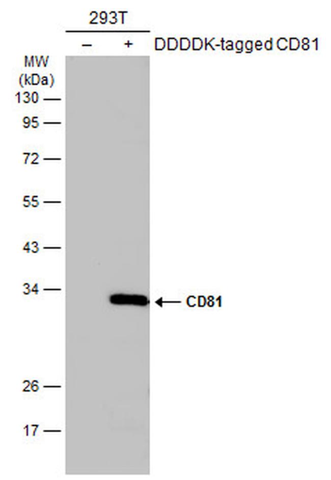 CD81 Antibody in Western Blot (WB)