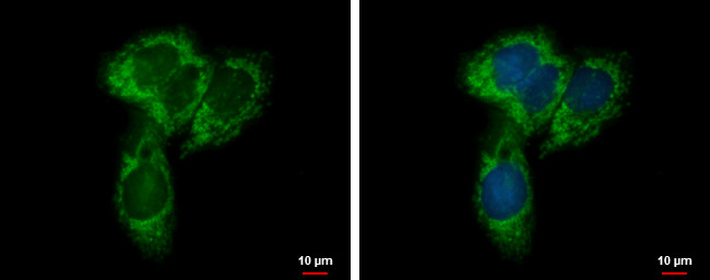 UQCRC1 Antibody in Immunocytochemistry (ICC/IF)