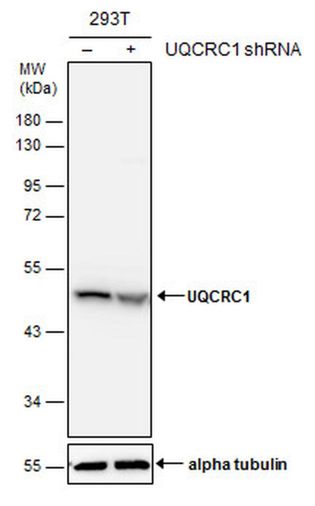 UQCRC1 Antibody in Western Blot (WB)