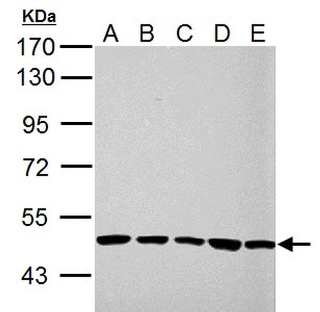 UQCRC1 Antibody in Western Blot (WB)