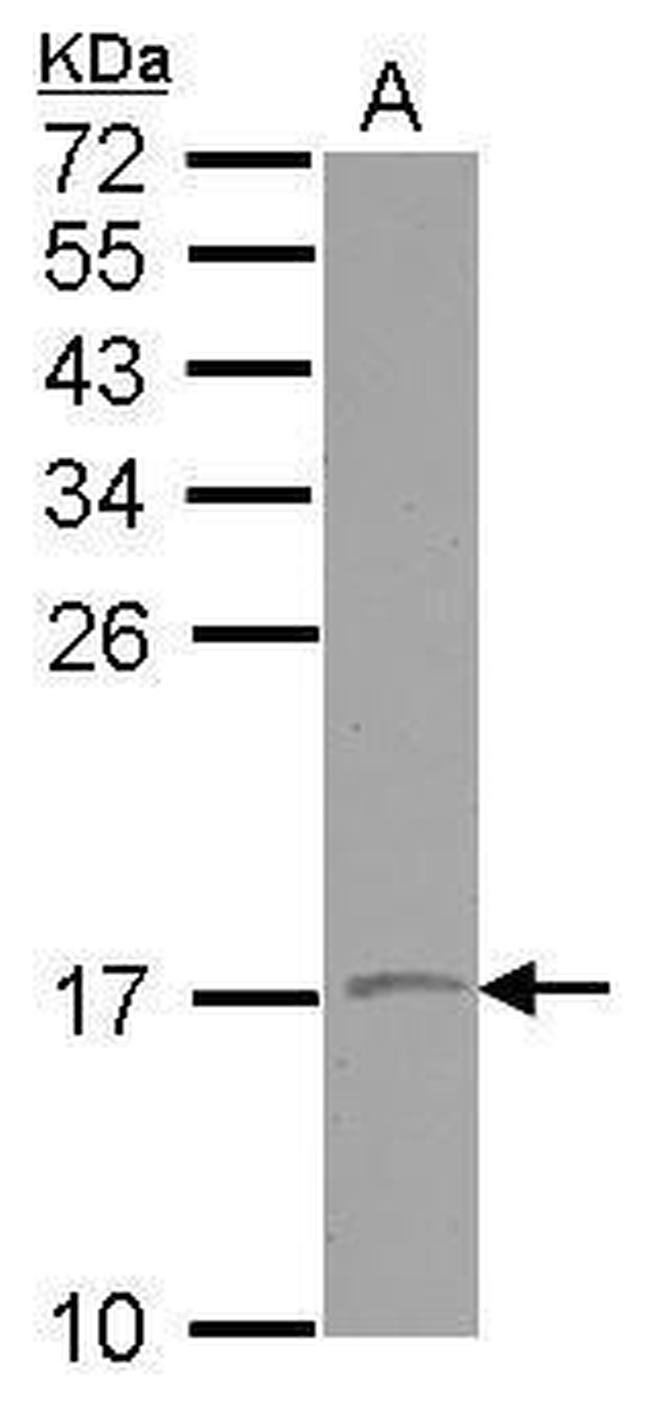 VAMP1 Antibody in Western Blot (WB)