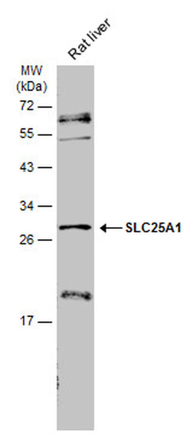 SLC25A1 Antibody in Western Blot (WB)