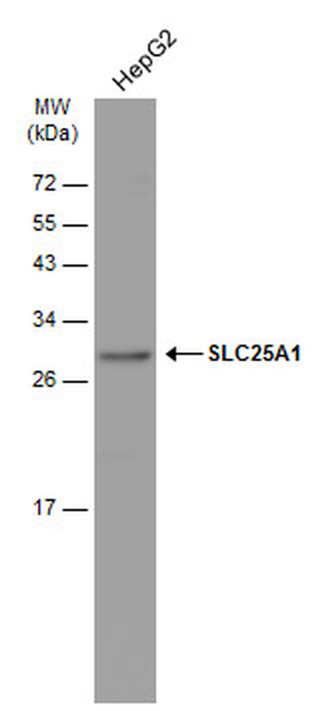 SLC25A1 Antibody in Western Blot (WB)