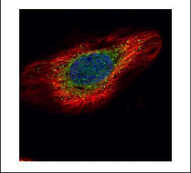 ERP29 Antibody in Immunocytochemistry (ICC/IF)