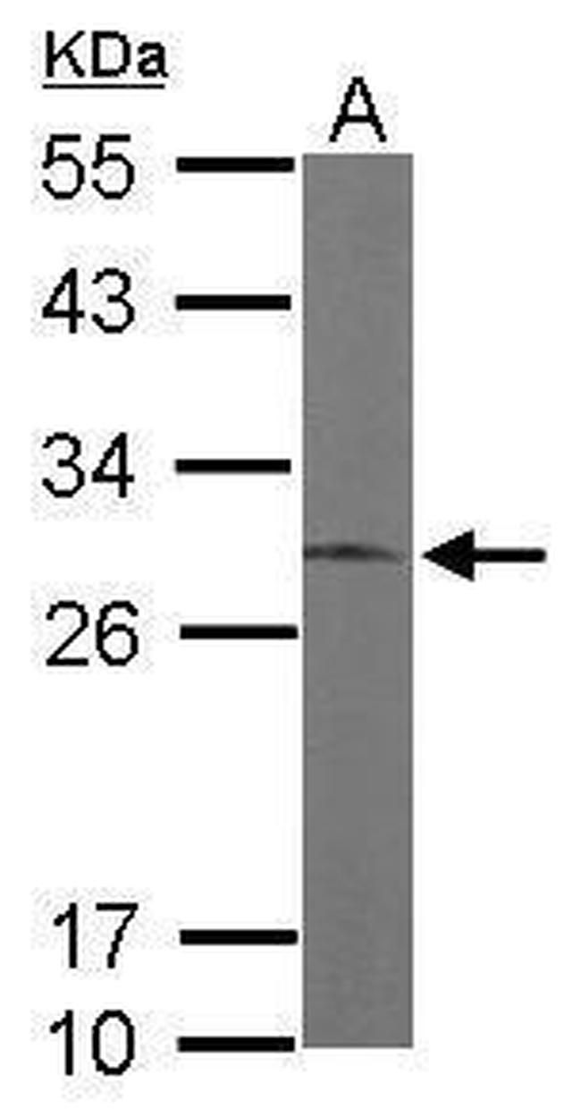 ERP29 Antibody in Western Blot (WB)