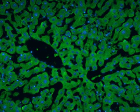 Albumin Antibody in Immunohistochemistry (Frozen) (IHC (F))