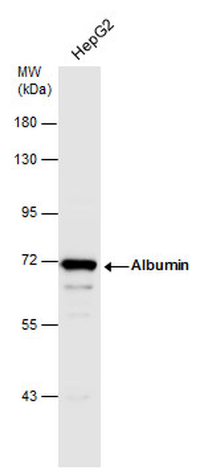 Albumin Antibody in Western Blot (WB)