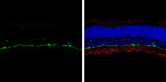 Tyrosine Hydroxylase Antibody in Immunohistochemistry (Frozen) (IHC (F))