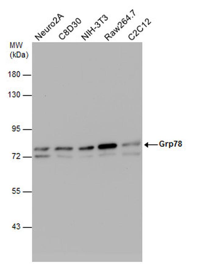 GRP78 Antibody in Western Blot (WB)