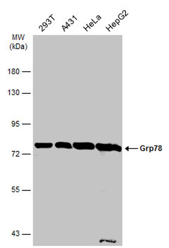 GRP78 Antibody in Western Blot (WB)