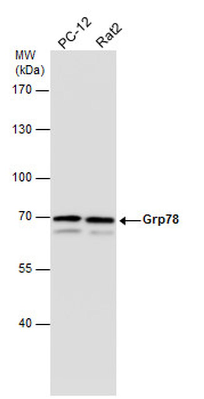 GRP78 Antibody in Western Blot (WB)