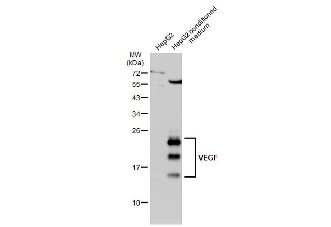 VEGF Antibody in Western Blot (WB)