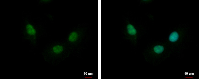 NTHL1 Antibody in Immunocytochemistry (ICC/IF)