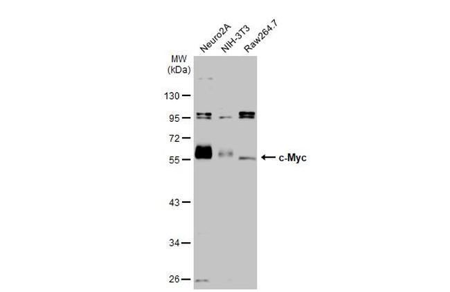 c-Myc Antibody in Western Blot (WB)