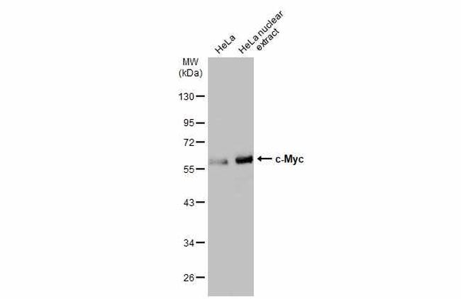 c-Myc Antibody in Western Blot (WB)