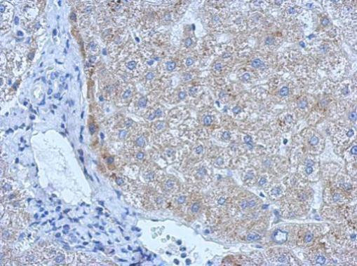 tPA Antibody in Immunohistochemistry (Paraffin) (IHC (P))