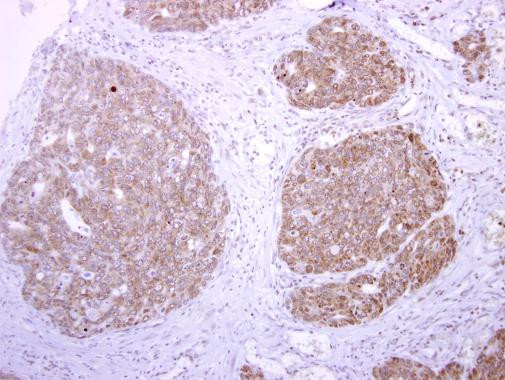 tPA Antibody in Immunohistochemistry (Paraffin) (IHC (P))