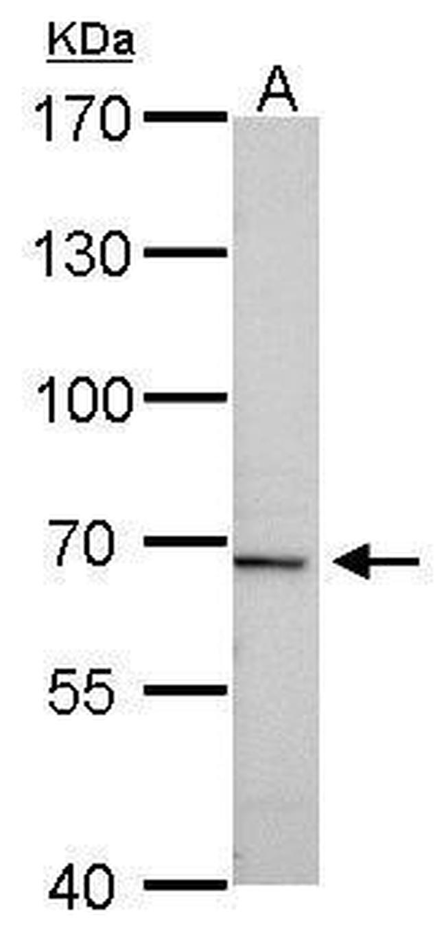 tPA Antibody in Western Blot (WB)