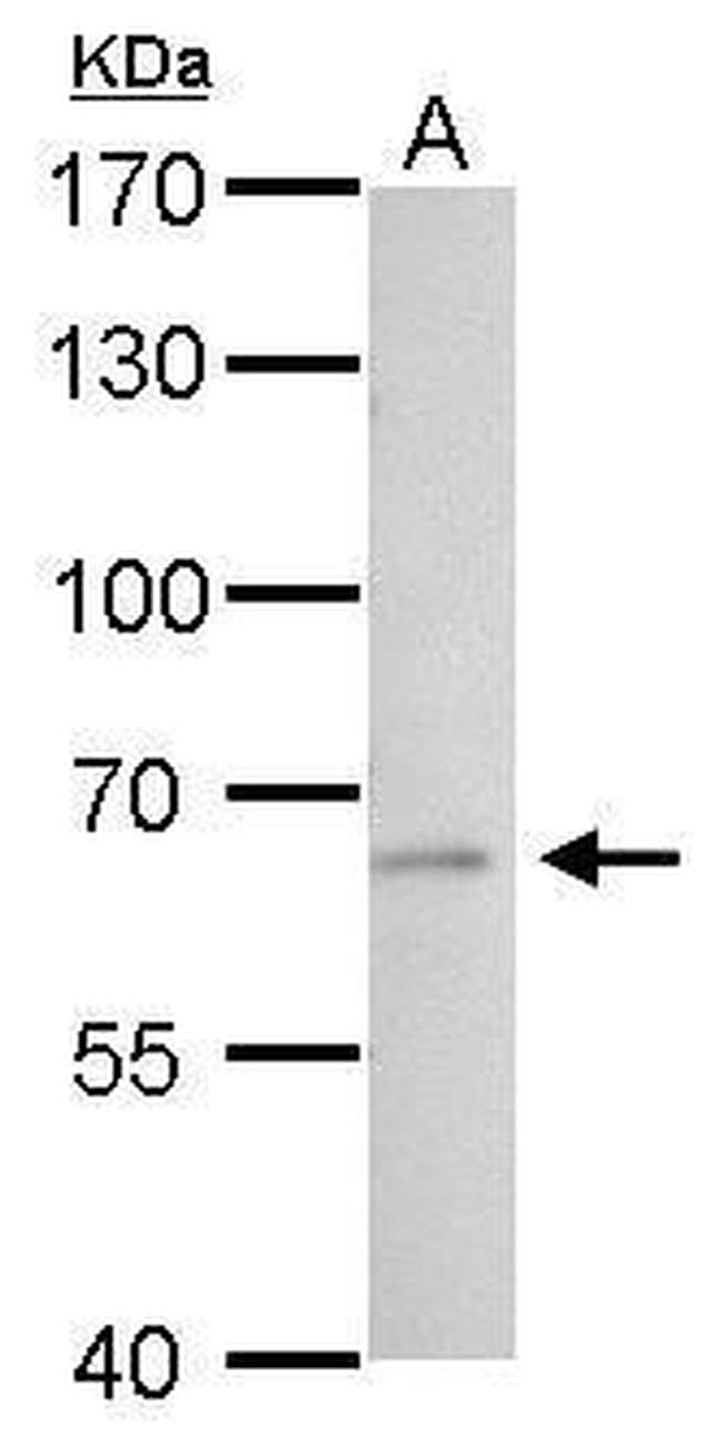 tPA Antibody in Western Blot (WB)