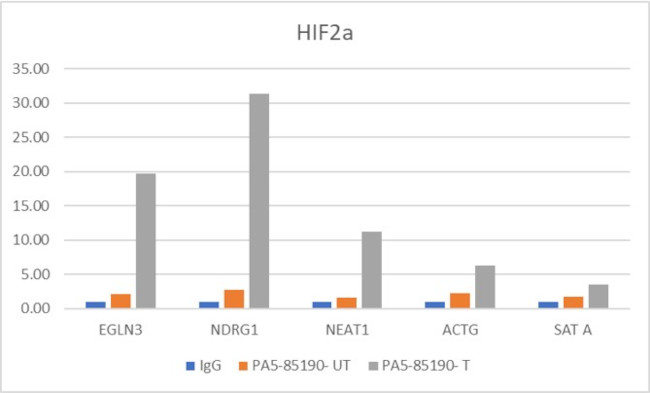 HIF-2 alpha Antibody in ChIP Assay (ChIP)