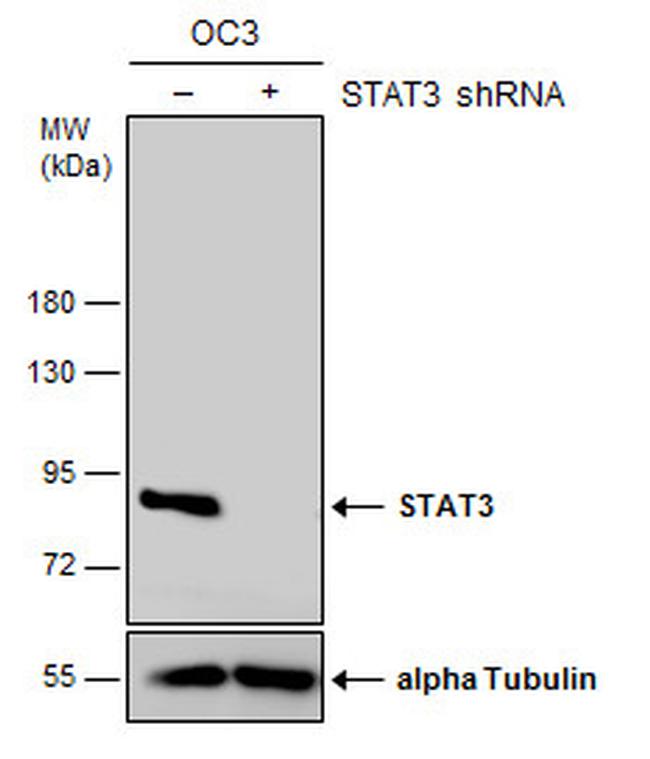 STAT3 Antibody in Western Blot (WB)