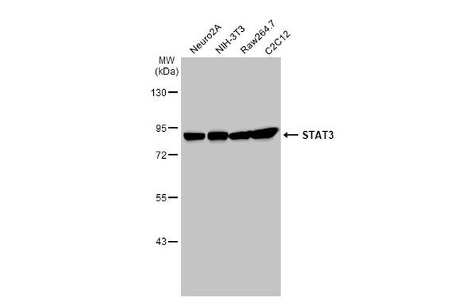 STAT3 Antibody in Western Blot (WB)