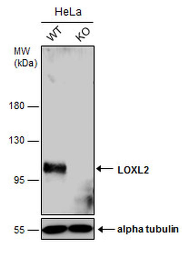 LOXL2 Antibody in Western Blot (WB)