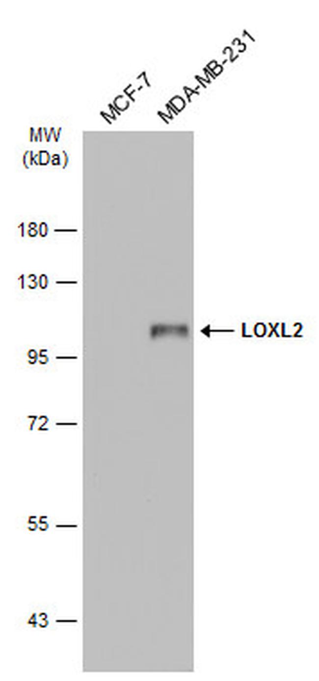 LOXL2 Antibody in Western Blot (WB)