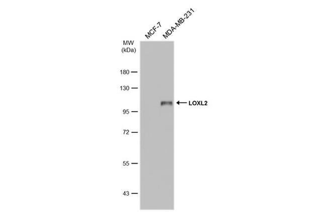 LOXL2 Antibody in Western Blot (WB)