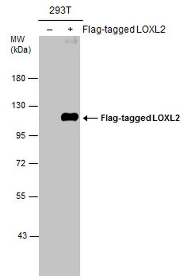 LOXL2 Antibody in Western Blot (WB)