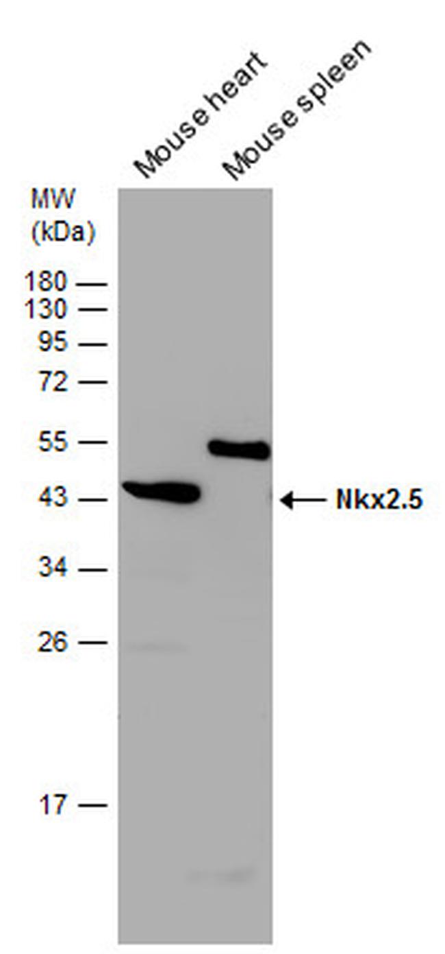 Nkx2.5 Antibody in Western Blot (WB)