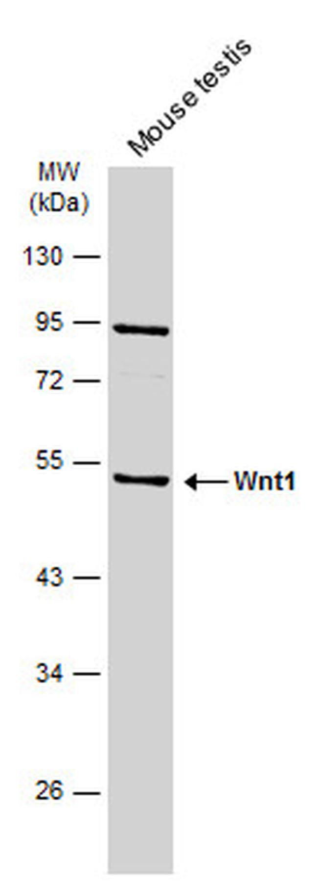 WNT1 Antibody in Western Blot (WB)