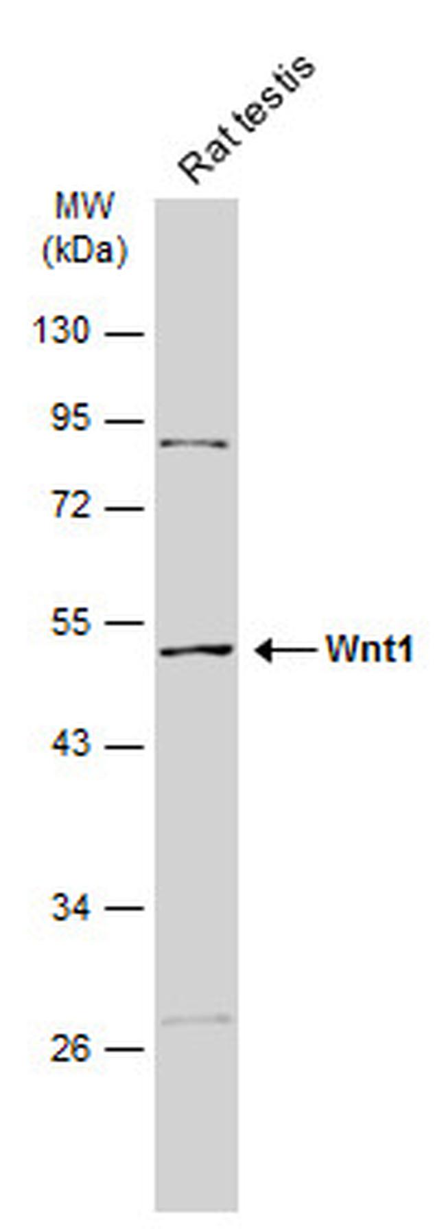 WNT1 Antibody in Western Blot (WB)