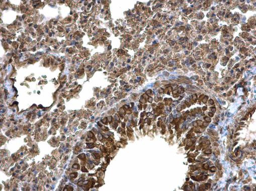 Laminin alpha-4 Antibody in Immunohistochemistry (Paraffin) (IHC (P))