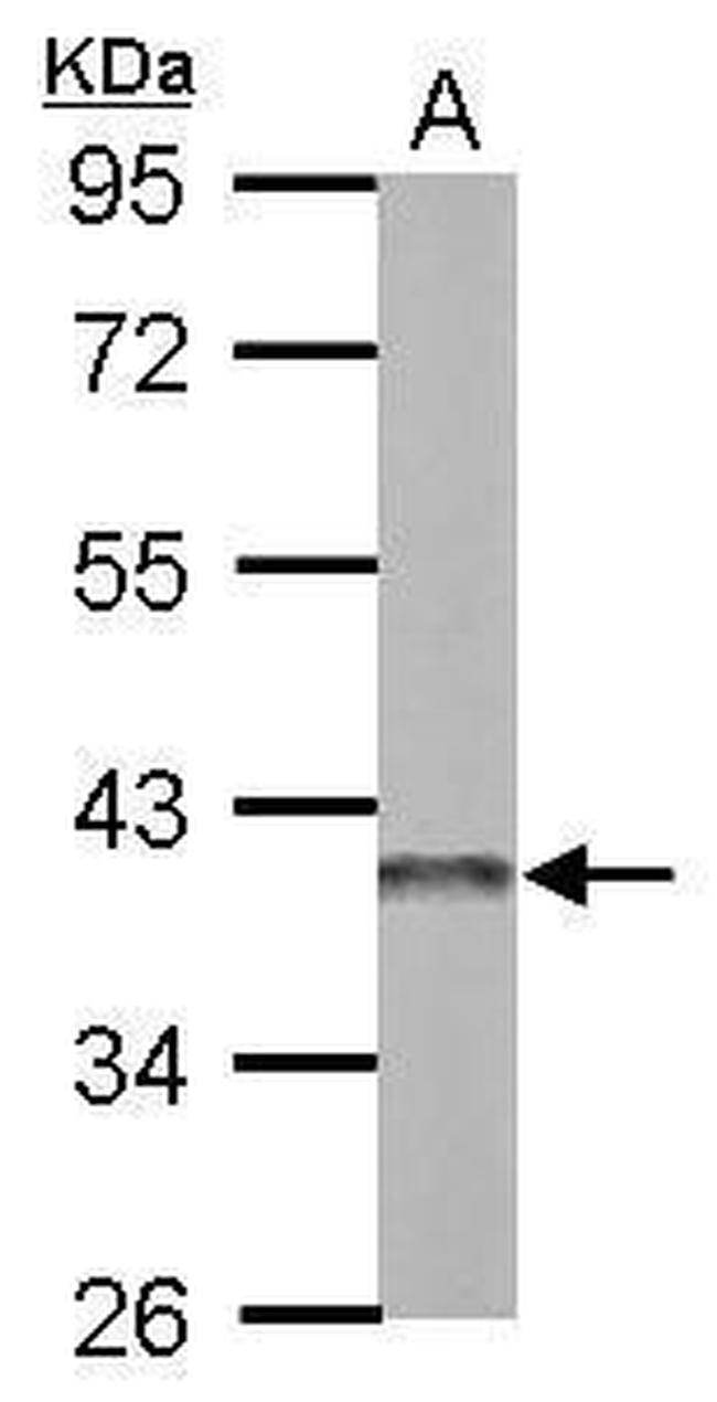 APE1 Antibody in Western Blot (WB)