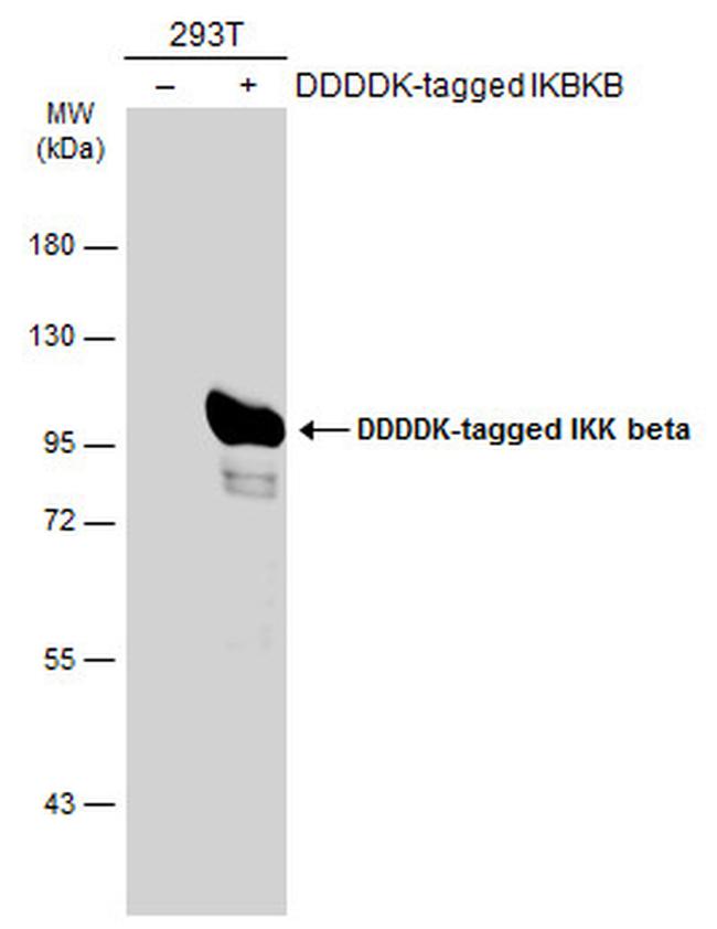 IKK beta Antibody in Western Blot (WB)