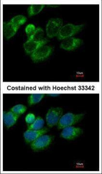 PRDX4 Antibody in Immunocytochemistry (ICC/IF)