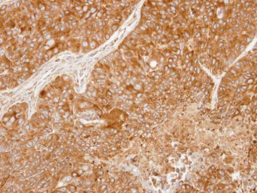 PRDX4 Antibody in Immunohistochemistry (Paraffin) (IHC (P))