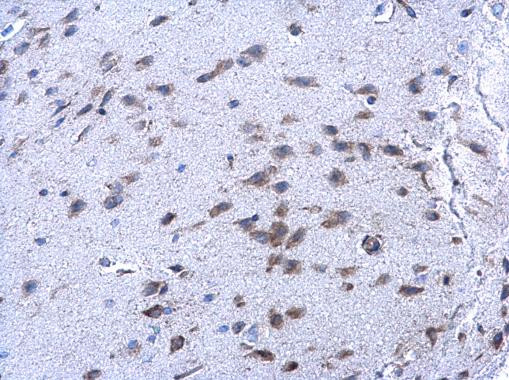 PRDX4 Antibody in Immunohistochemistry (Paraffin) (IHC (P))