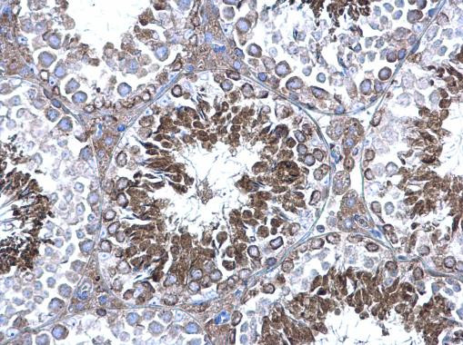 PRDX4 Antibody in Immunohistochemistry (Paraffin) (IHC (P))