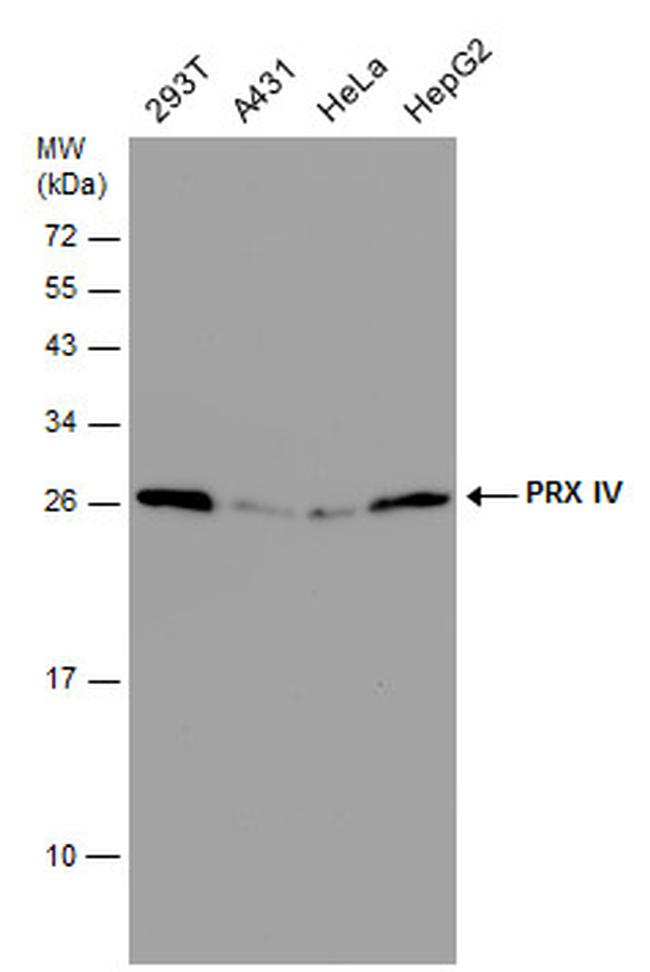 PRDX4 Antibody in Western Blot (WB)