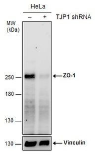 ZO-1 Antibody
